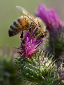 A honey bee on a magenta thistle flower head with spiny green bracts below.