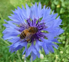 A honey bee in the centre of a bright blue flower.