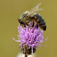 A honey bee on a small lilac thistle flower head.