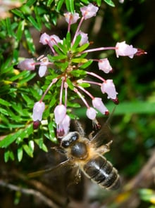 A honey bee in flight below a cluster of pale pink tubular flowers on a needle-leaved shrub.