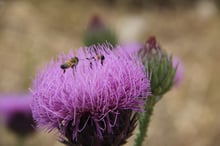 Two honey bees on a large pink-purple thistle flower head.