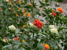 Orange and red flower heads above spiny green bracts on a field crop.