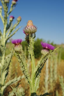 Tall thistle stems with grey woolly winged spines and purple flower heads against a blue sky.