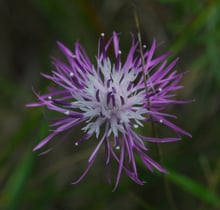 A pink-purple flower head with fine spreading florets and a pale centre.