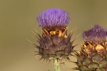 Two artichoke-like thistle heads with violet florets above spiny bracts.