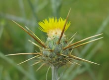A small yellow flower head ringed by long pale spines.
