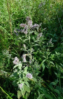 A tall mint plant with long grey-green hairy leaves and slender pale-lilac flower spikes on a grassy bank.