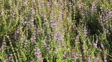 A wide stand of lilac flower whorls on slender stems over green grass in low evening light.