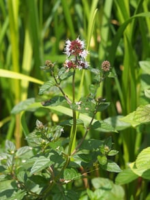A single mint stem with a rounded pale-lilac flower head above two smaller flower rings and toothed leaves, reeds blurred behind.