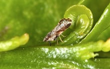 A small mottled brown insect with roof-shaped wings, head down on a curled light-green shoot.