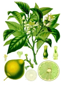 A botanical colour plate of a leafy branch with white flower clusters, a pear-shaped yellow-green fruit, a cut fruit and flower dissections.