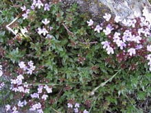 A low mat of small dark green leaves and pale pink flowers spreading over a rock.