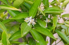 Clusters of small white flowers with yellow anthers among narrow glossy leaves.