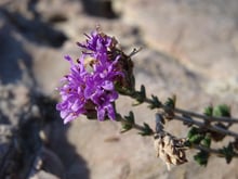A dense purple flower head at the tip of a stem with tufts of needle-like leaves, against grey rock.