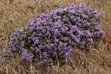 A compact rounded cushion of purple flowers on dry golden grass.
