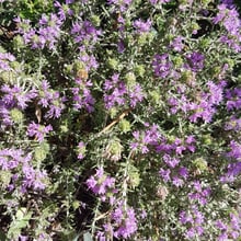 A dense mass of small purple flowers among needle-like leaves.