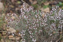 A low grey-green bush covered in tiny white and pale pink flowers on stony ground.