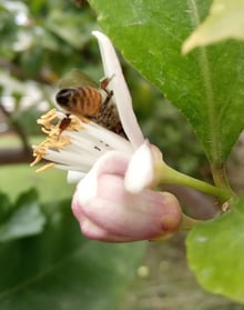 A honey bee head-down among the stamens of a white lemon flower, beside a pink-flushed bud and glossy leaves.