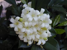 A dense rounded cluster of white five-petalled flowers and pale green buds against dark glossy leaves.