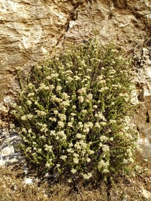 A rounded bush with many small cream-white flower clusters against a limestone rock face.