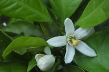 One open white flower with five narrow petals around a green style, a closed bud below, among broad glossy leaves.