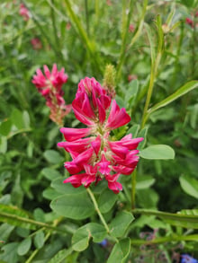 A dense head of crimson pea-like flowers on a leafy stem in a grassy meadow.