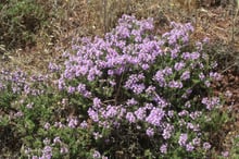 A rounded woody shrub covered in pinkish-lilac flower heads on red stony soil.
