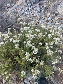 A bushy plant covered in flat clusters of small white flowers on grey scree.