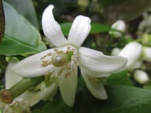 A single white flower with five thick petals curving back from a green ovary ringed by cream-tipped stamens.