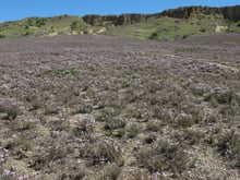 A slope covered in low, pale lilac flowering shrubs below eroded cliffs and green hills.
