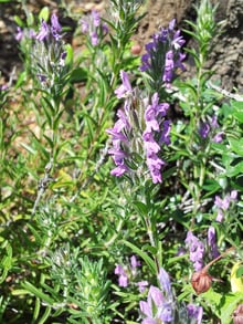 Upright leafy spikes with small pink-purple flowers.