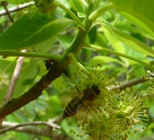 A honey bee on a round cluster of thread-like pale green flowers between tupelo leaves.