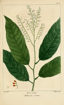 Hand-coloured engraving of a leafy shoot with long toothed leaves and a spray of small white bell-shaped flowers.