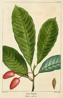 Hand-coloured botanical engraving of a leafy shoot with two oblong red fruits and a seed.
