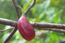 A single oblong red fruit hanging on a short stalk from a bare twig.