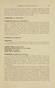 A scanned book page of dictionary-style entries in small print, headed American Honey Plants.
