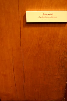 A reddish-brown wooden panel with a long crack, and a small museum label above it.