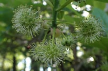 Several round, spiky heads of pale green flowers with long stamens on a white tupelo shoot.