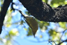 A small olive-green bird hanging upside down under a thick black branch dotted with glistening droplets, against blue sky and leaves.