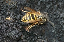 A black-and-yellow wasp standing on glistening black crusted bark.