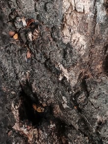 A honey bee at a dark opening in rough black and grey tree bark.