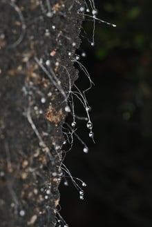 Dozens of fine white threads hanging from dark bark, many tipped with clear round droplets.