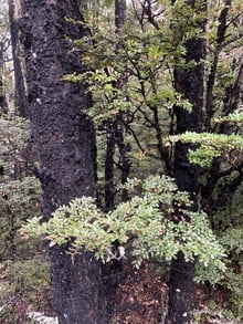Sprays of small rounded green leaves in front of two thick tree trunks coated in black sooty mould.