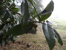 A twig of long, narrow, dark green leaves with one small nut in a scaly cup, soft grey fog behind.