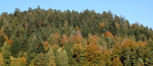 A hillside of trees in autumn, dark pointed conifers mixed with broadleaves in orange and yellow, under a narrow band of blue sky.