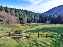Bright green grass behind a rough wooden rail fence, a dark stand of tall conifers beyond it, and a forested ridge under blue sky.
