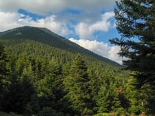 A conifer-covered mountainside rising to a bare rocky summit, a branch in the right foreground, under a sky of white clouds.