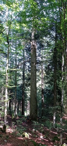 A massive grey trunk rising straight up through a forest, a person at its base about a tenth of its height, in a tall narrow frame.