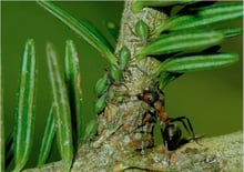 Plump green insects clustered where flat needles meet a pale twig, with one red-and-black ant among them.