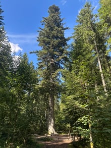 A very tall conifer with a straight grey trunk towering over the trees around it, a low wooden rail fence at its foot, blue sky above.